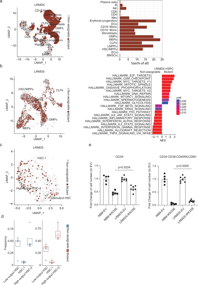 Fig. 7: Mutant hematopoietic stem cells display resistance against stromal niche-induced inflammatory stress and reside predominantly in the a transcriptional ‘high-output’ state.