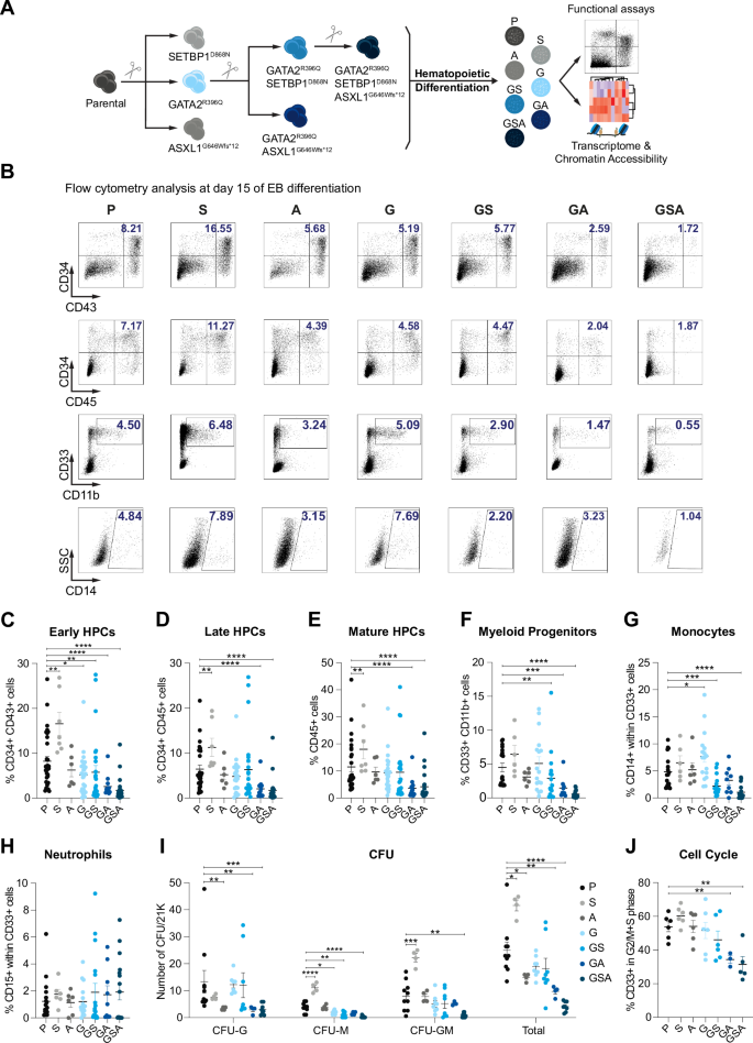Fig. 1: SETBP1 and ASXL1 mutations impair in vitro hematopoietic differentiation of GATA2-mutant cells.