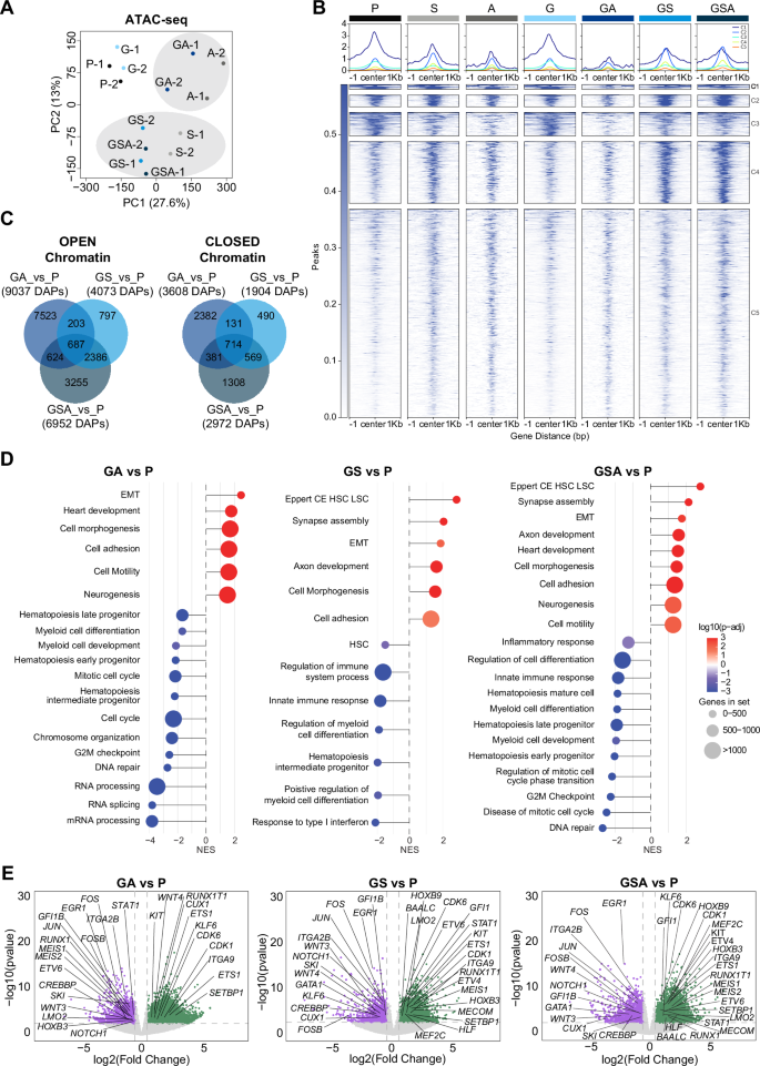 Fig. 2: SETBP1 mutation leads to stable chromatin remodeling in GATA2 deficient cells.