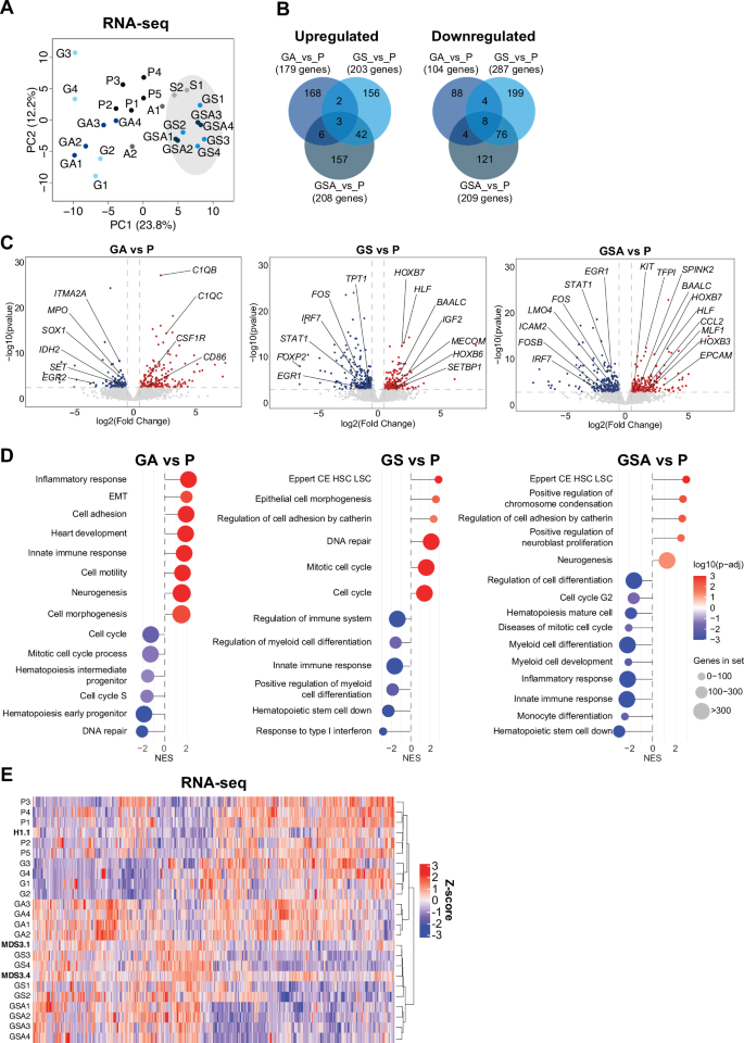 Fig. 4: Transcriptomic dynamics across specific stages of GATA2 deficiency.