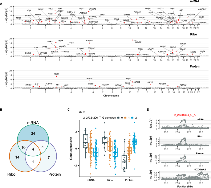Fig. 3: Schizophrenia risk genes identified from each of the three omics types, RNA-Seq (mRNA), ribo-seq (Ribo), and quantitative mass spectrometry (Protein), using S-PrediXcan.
