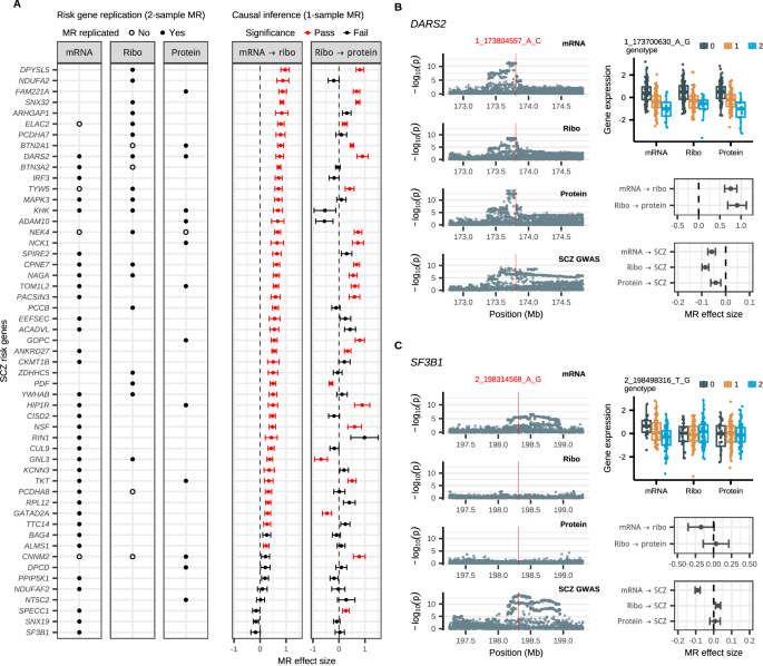 Fig. 4: Identifying driver regulatory mechanisms for SCZ risk genes using Mendelian Randomization (MR).