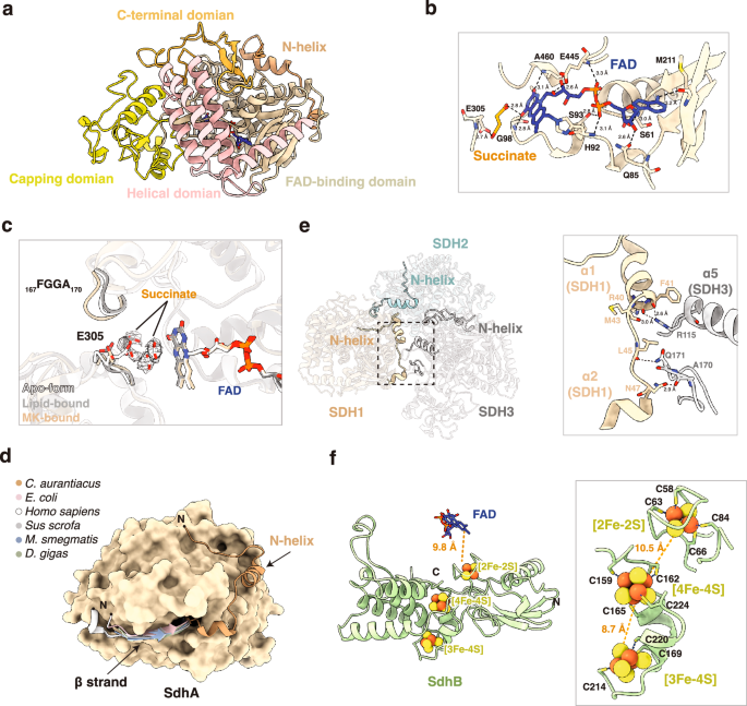 Fig. 2: Structure of the hydrophilic subunits SdhA and SdhB.