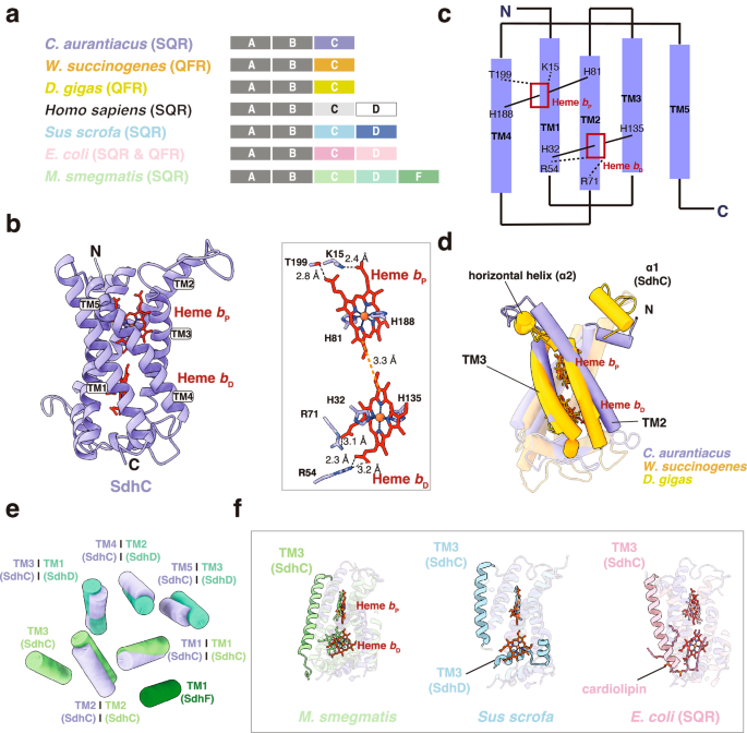 Fig. 3: The transmembrane subunit SdhC.
