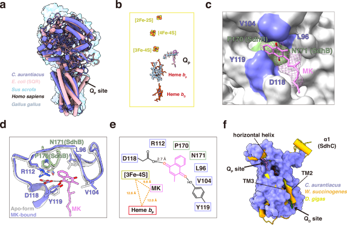 Fig. 4: The “proximal” quinone binding site (QP) in CaSDH.