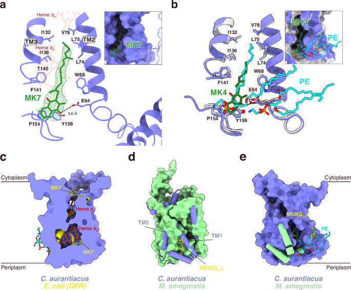 Fig. 5: The “distal” quinone binding site (QD) in CaSDH.