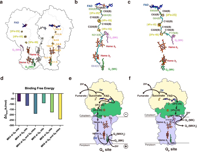 Fig. 6: Electron transfer pathway in CaSDH.