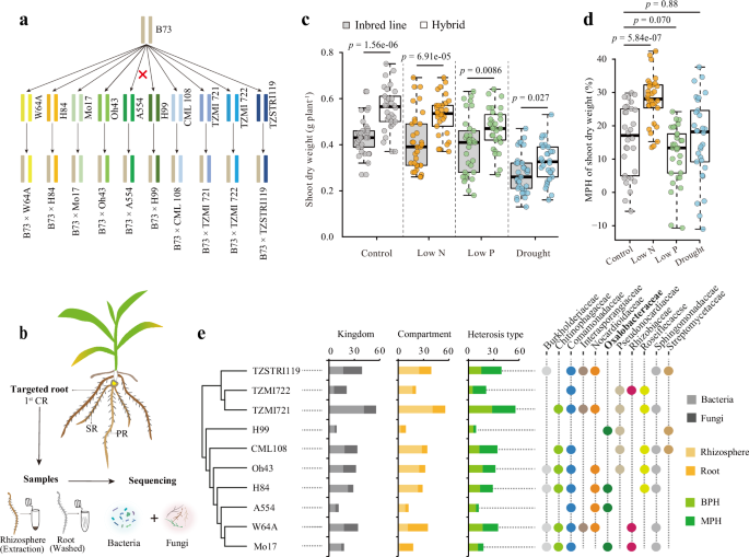 Fig. 1: Hybrid performance varies with soil microbiome diversity and genotype combinations under nitrogen deficiency.