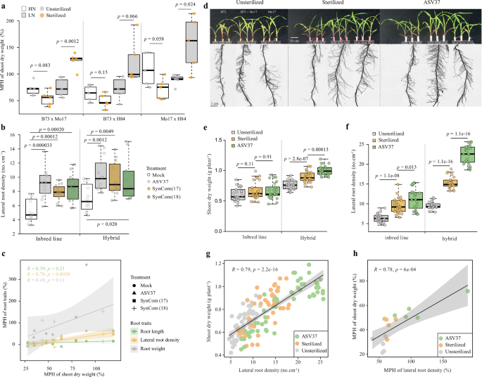 Fig. 2: Massilia is associated with enhanced lateral root formation, and its potential influence on maize heterosis in nitrogen-poor soil.