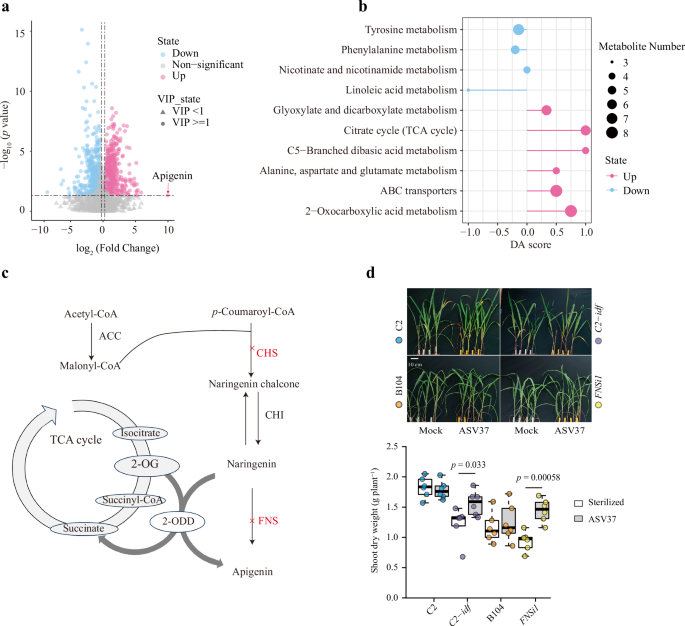 Fig. 3: Potential link between Massilia, flavonoid metabolism, and heterosis in maize under nitrogen stress.