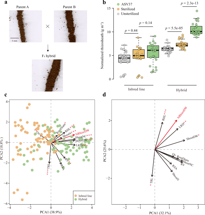 Fig. 4: Rhizosheath formation influenced by Massilia is potentially involved in maize heterosis in nitrogen-poor soil.