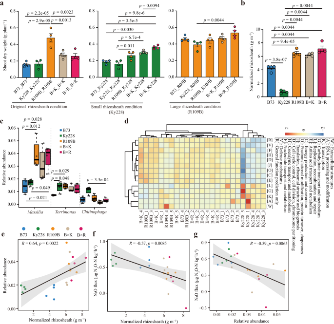 Fig. 5: Rhizosheath size-associated microbiome influences maize growth and N2O emissions through functional feedback in nitrogen-poor soil.