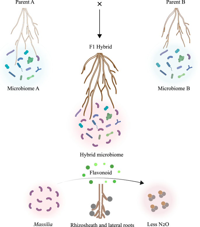 Fig. 6: Integrated model of root–microbiome–metabolite interactions associated with maize heterosis.