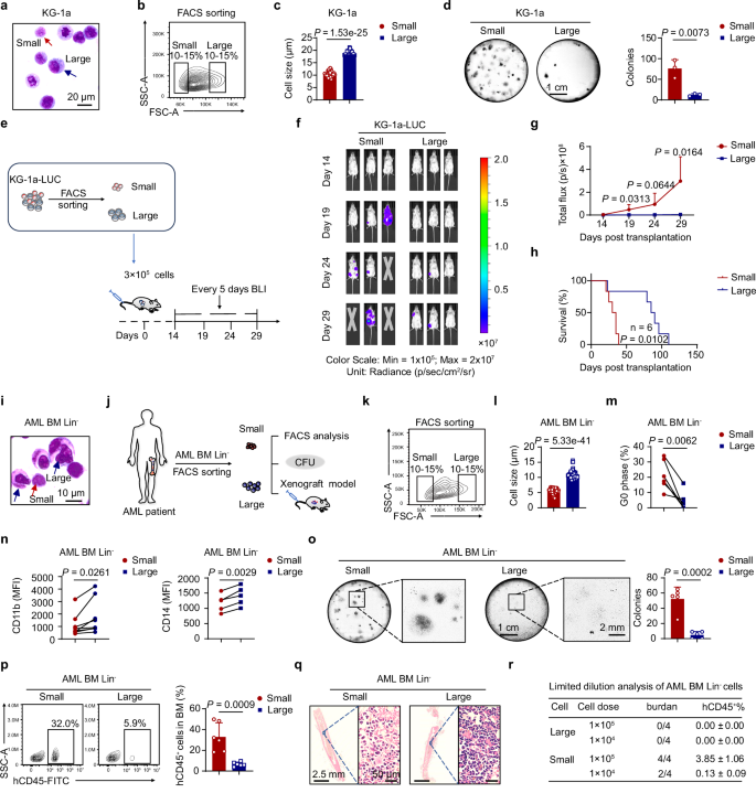 Fig. 1: Small leukemic cells exhibit increased stem cell potential.