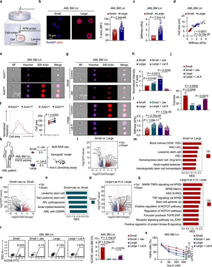 Fig. 2: Small leukemic cells exhibit reduced F-actin and stiffness, leading to increased stemness.