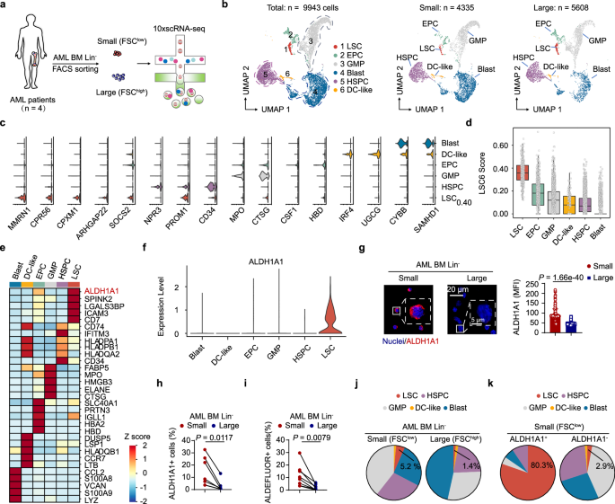 Fig. 4: ScRNA-seq reveals LSC enrichment in small (FSC low) AML cells, especially within the FSClowALDH1A1+ subpopulation.