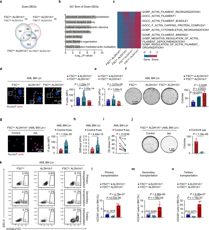 Fig. 5: FSClow ALDH1A1+ cells exhibit reduced F-actin and stiffness, along with increased stem-like properties.