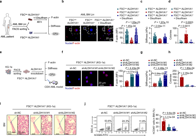 Fig. 6: ALDH1A1 inhibition increases F-actin and stiffness while reducing stemness in FSClowALDH1A1+ leukemic cells.