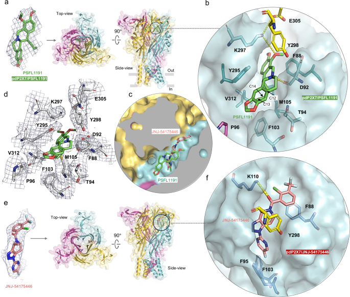 Fig. 3: Cryo-EM structures of PSFL1191 and JNJ-54175446 bound to panda P2X7 (pdP2X7).