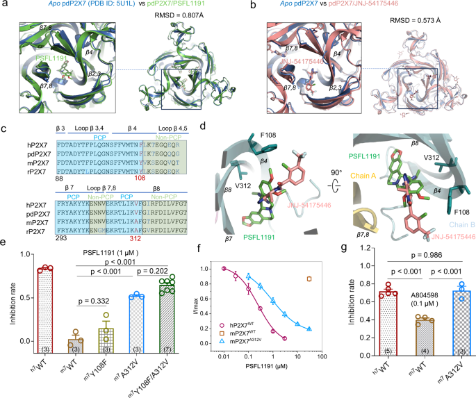Fig. 5: Species-specific differences in allosteric modulators acting on PCP of P2X7.