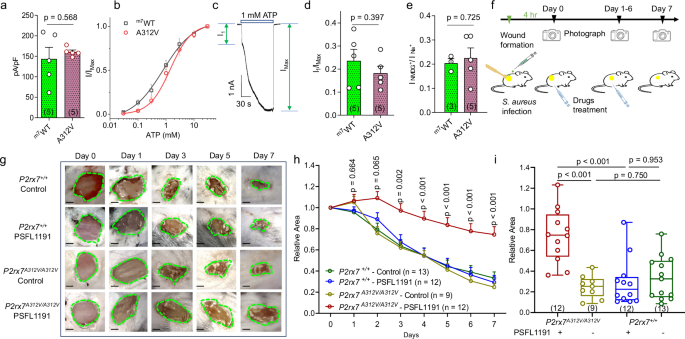 Fig. 8: Design and validation of A312V transgenic mice in wound infection models.
