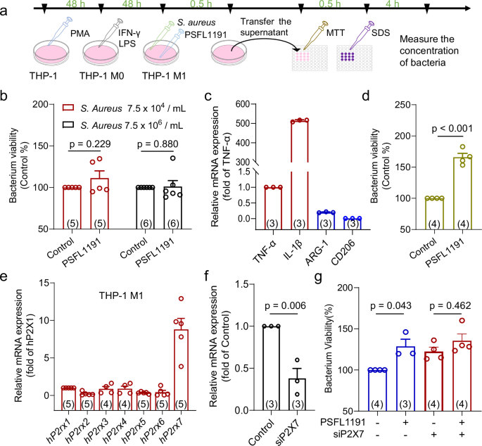 Fig. 9: PSFL1191 modulates the phagocytosis of macrophages by inhibiting P2X7 receptors.