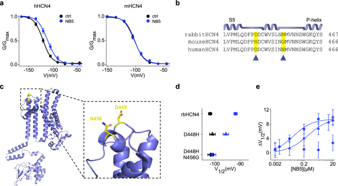 Fig. 2: Identification of NB5 binding site on rbHCN4.