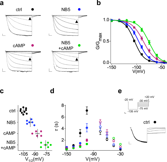 Fig. 3: Effect of NB5 in the presence of cAMP.