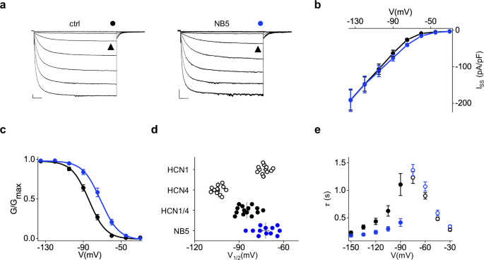 Fig. 4: Effect of NB5 on hHCN1/rbHCN4 heterotetramers.