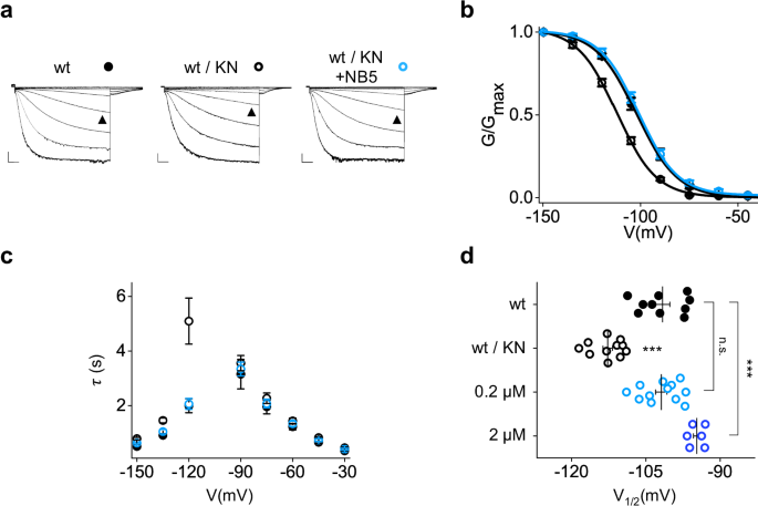 Fig. 6: Effect of NB5 on HCN4 pathogenic variant K531N.