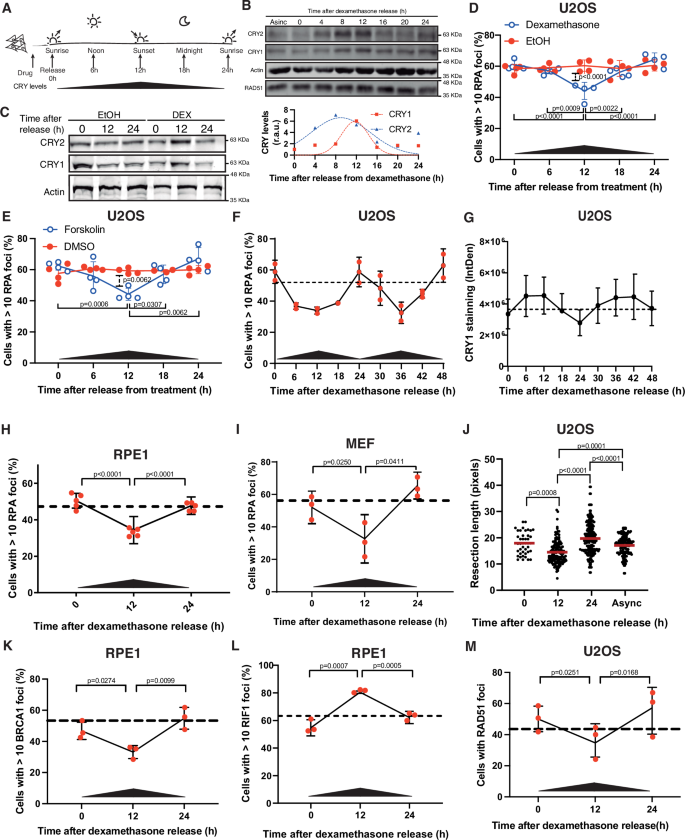 Fig. 1: Resection oscillates following a circadian pattern.