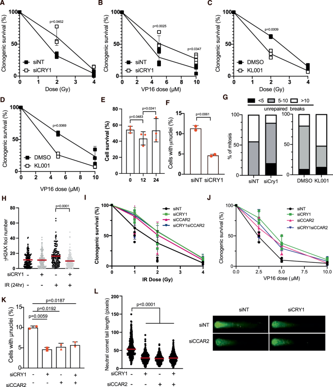 Fig. 5: CRY1 levels modulate the response to DNA damaging agents in vitro.