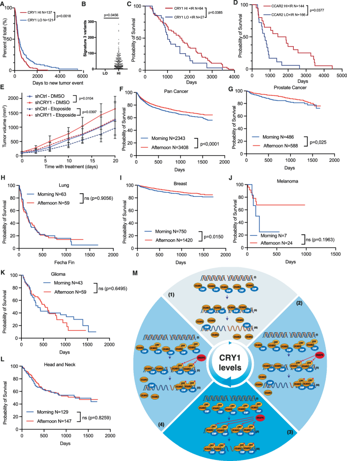 Fig. 6: CRY1 levels modulate the behavior of cancer cells and their response to treatment.