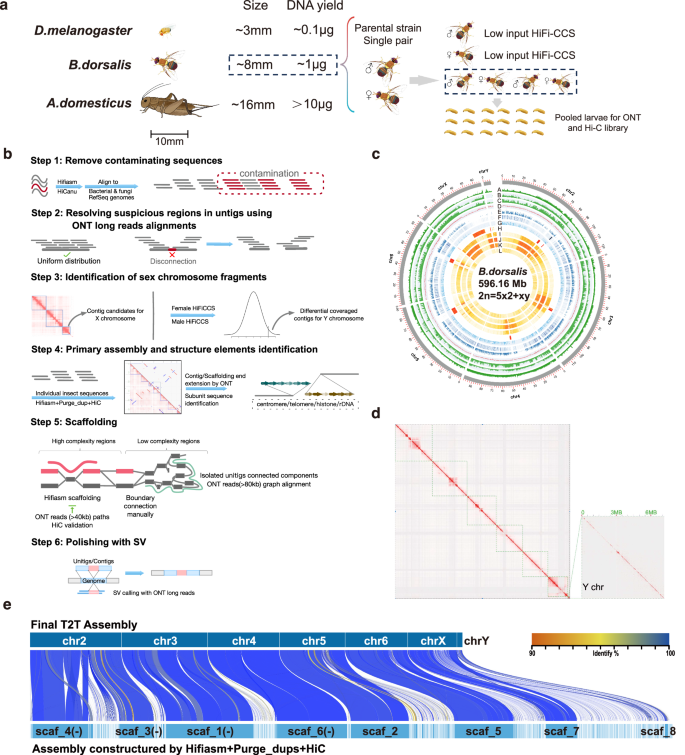 Fig. 1: Genome assembly of B. dorsalis.