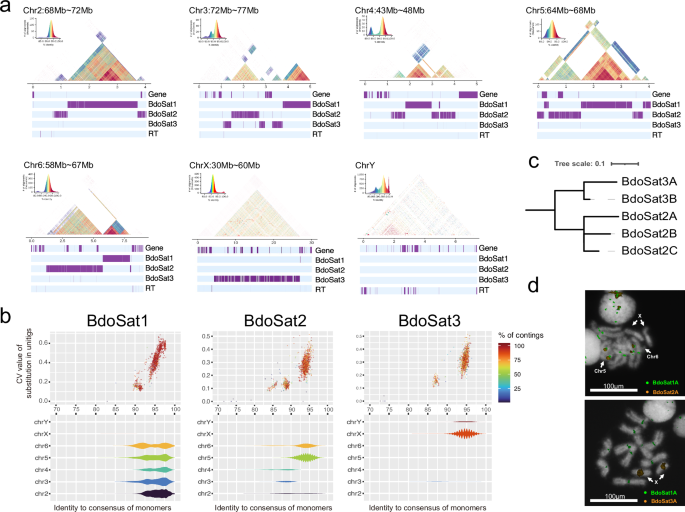 Fig. 2: Structure of pericentromeric regions and distribution of centromeric satellite subtypes.