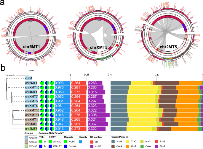 Fig. 3: NUMTs in nuclear DNA sequences.