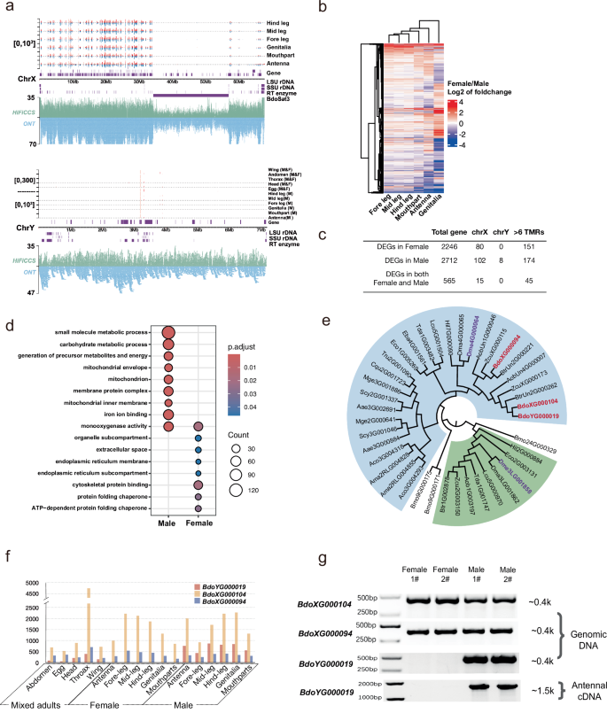 Fig. 4: Structure and gene characteristics of the newly assembled X and Y chromosomes.