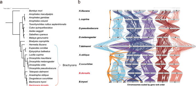 Fig. 5: Phylogenetic analysis of single-copy shared orthologous genes and genome synteny of species from the Brachycera clade.