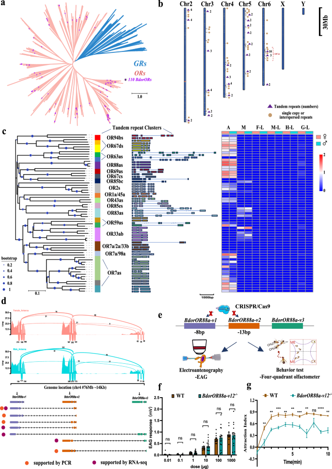 Fig. 6: Identification of ORs in the B. dorsalis T2T genome and functional analysis of the BdorOR88a family in response to ME.