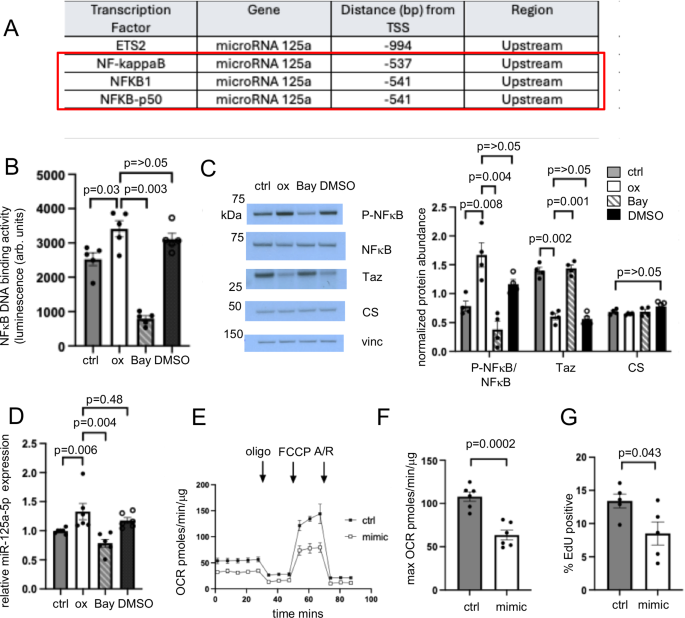 Fig. 3: Oxidised LDL upregulates microRNA 125a-5p (miR-125a-5p) in a NFκB dependent manner.