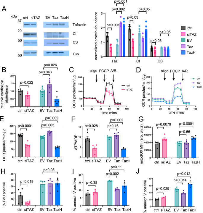 Fig. 4: Tafazzin is an important determinant of VSMC cardiolipin content and mitochondrial function.