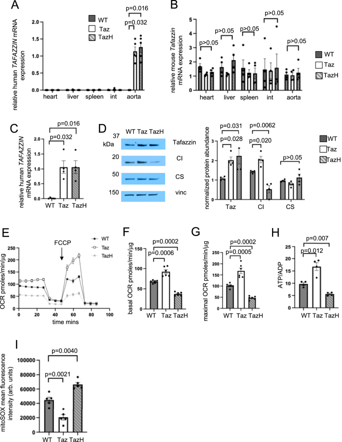 Fig. 5: Characterisation of SM22α-Taz (Taz) and SM22α-TazH69Q (TazH) mice and VSMCs.