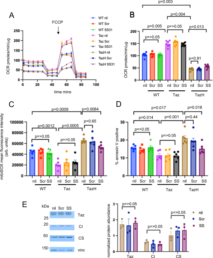 Fig. 8: SS-31 partially rescues mitochondrial respiration, reduces reactive oxygen species and apoptosis in tafazzin defective VSMCs.
