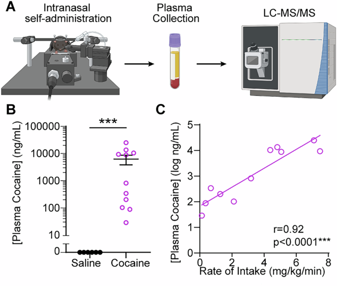 Fig. 2: Intranasal cocaine self-administration robustly elevates blood cocaine concentrations as a function of intake.