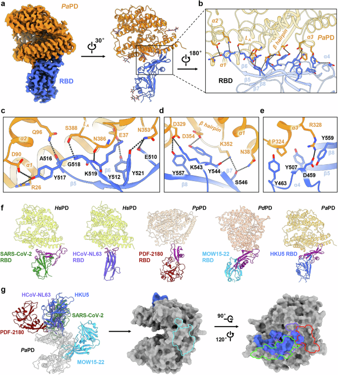 Fig. 2: Interactions between HKU5 RBD and bat ACE2.