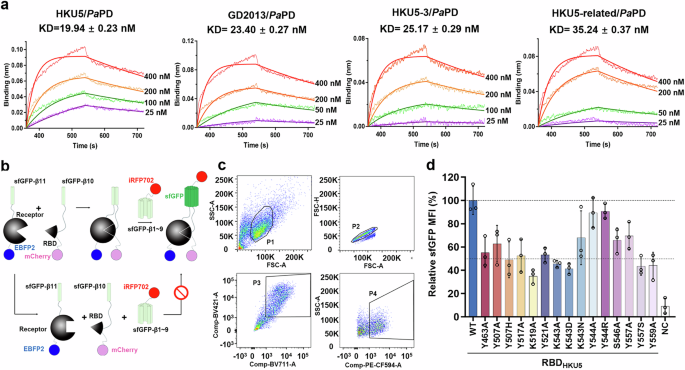 Fig. 3: Interaction and functional analysis of HKU5 sub-clades RBDs with PaPD.