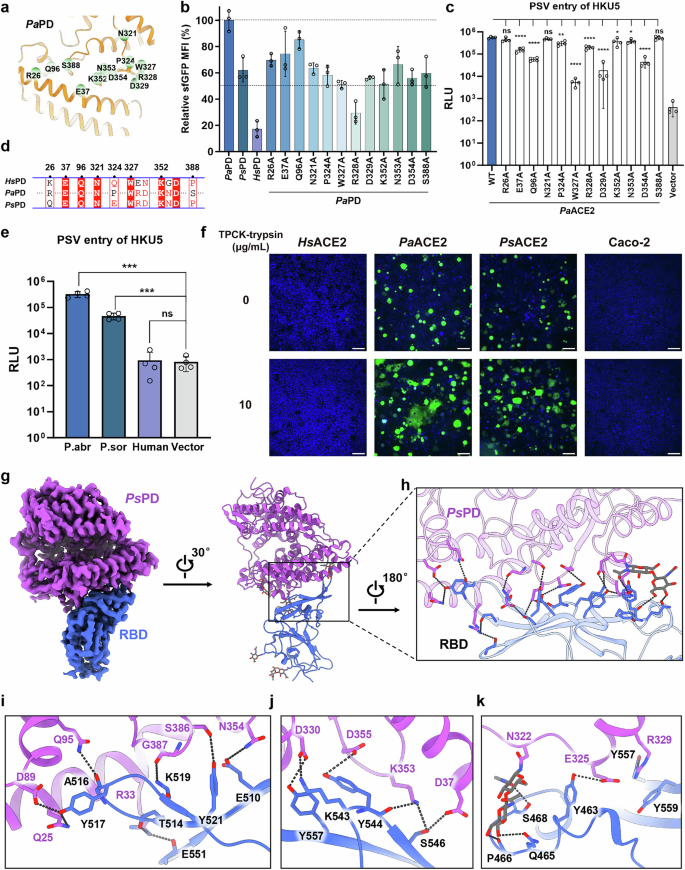 Fig. 4: Mutational analysis of ACE2 interface residues and cross-species RBD interactions.