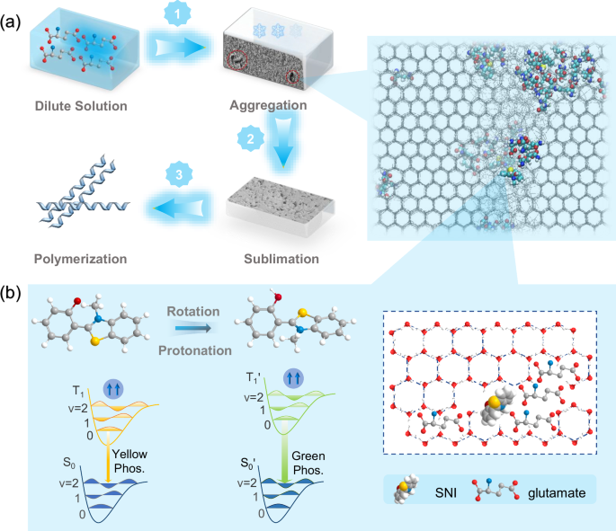Fig. 1: Proposed mechanism for prebiotic polypeptide formation in ice matrices.