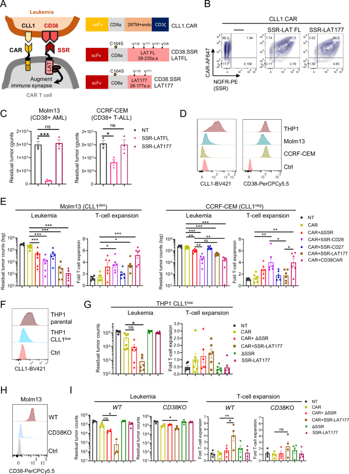 Fig. 1: CD38-specific synapse stabilizing receptor (SSR) harbouring a truncated LAT endodomain improves CLL1.CAR-mediated killing of antigen-low AML.