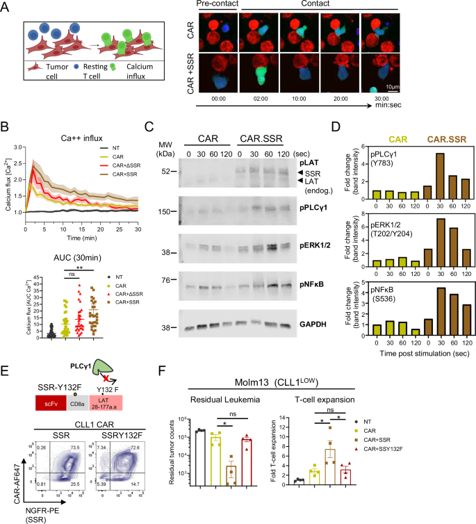 Fig. 2: CD38.SSR augmented activation signaling in CAR T cells.